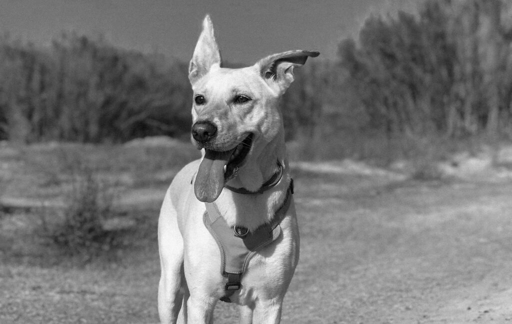 Educación Canina y Optimismo: El secreto para una buena gestión emocional.