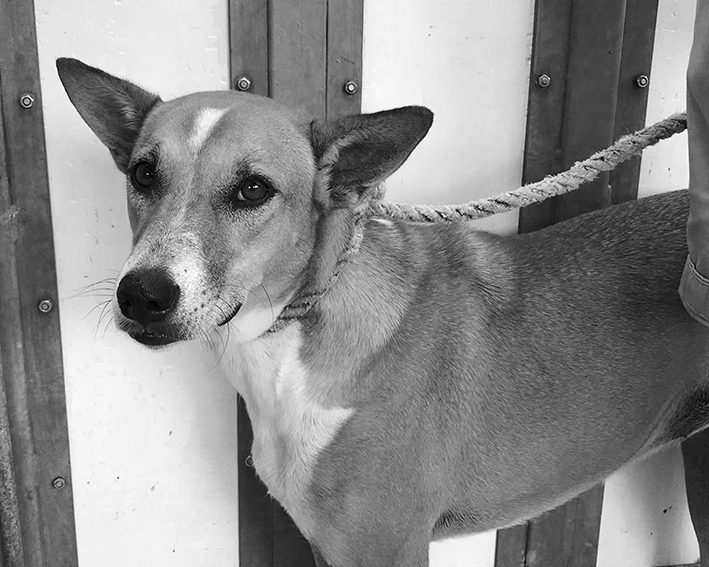 BLOG Educacion canina comportamiento perro