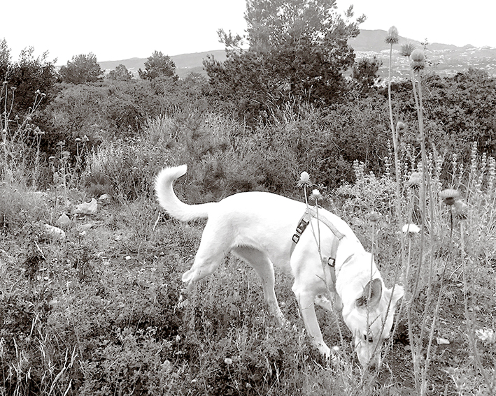 FICHA Educacion canina comportamiento perro