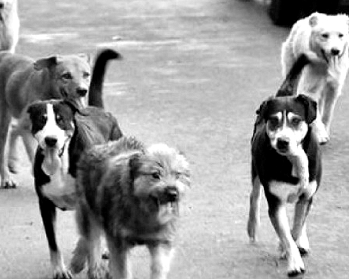 Comunidad apoyo asesoramiento