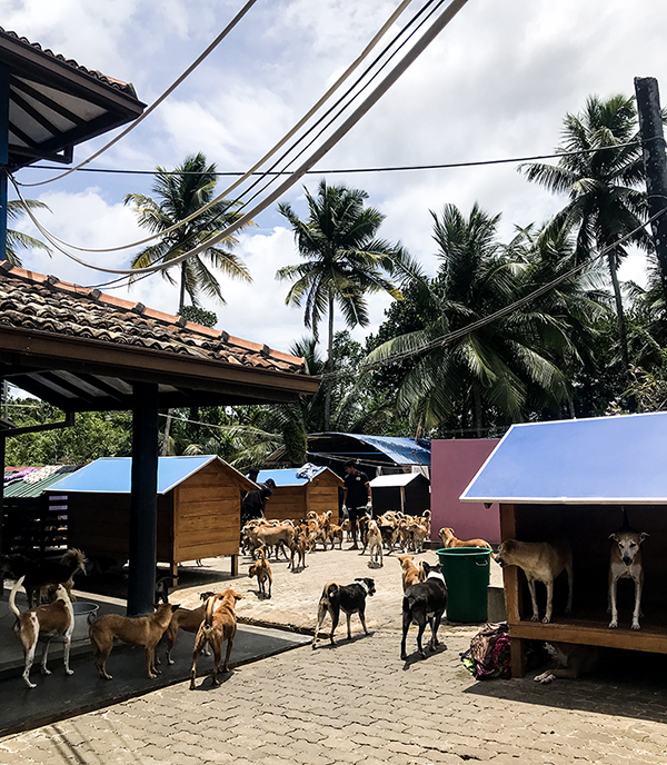 Perros libres Sri Lanka: Viajar siendo educadora canina