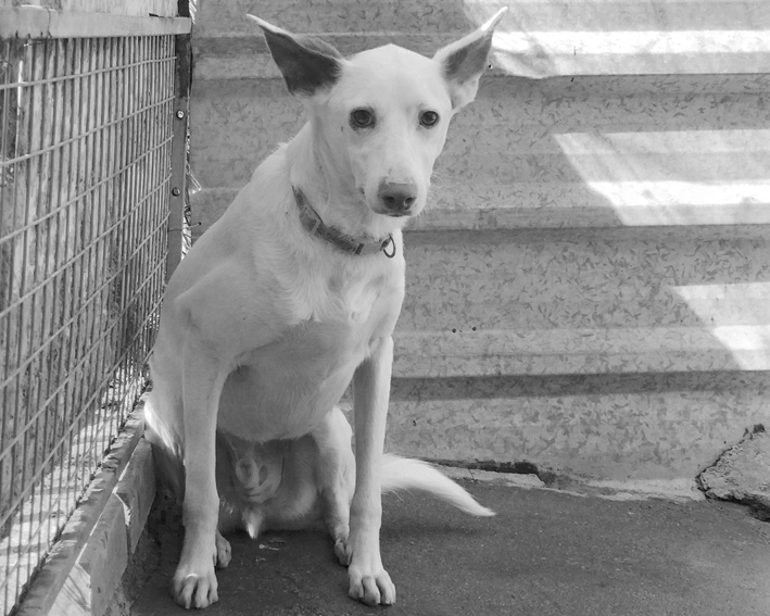 Protectoras refudio adopcion perros