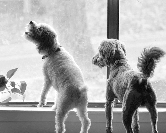 dogsitting catsitting