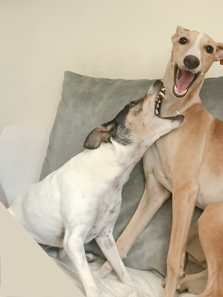 juego entre perros cuando estan jugando